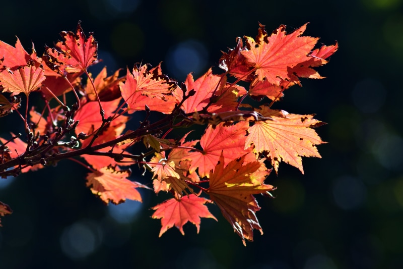 back light, no people, change, orange color, branch, autumn collection, fall leaves, yellow, red, golden autumn, colorful, color, natural condition, coloring