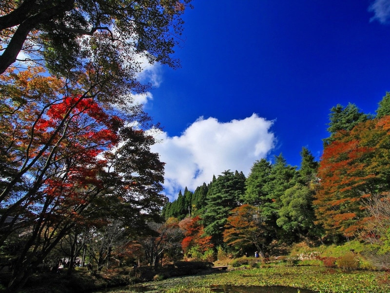 colors, park - Man Made Space, autumn, japanese Fall Foliage, coniferous tree, green Color, tranquil Scene, low angle view, woodland, tree, scenics - nature
