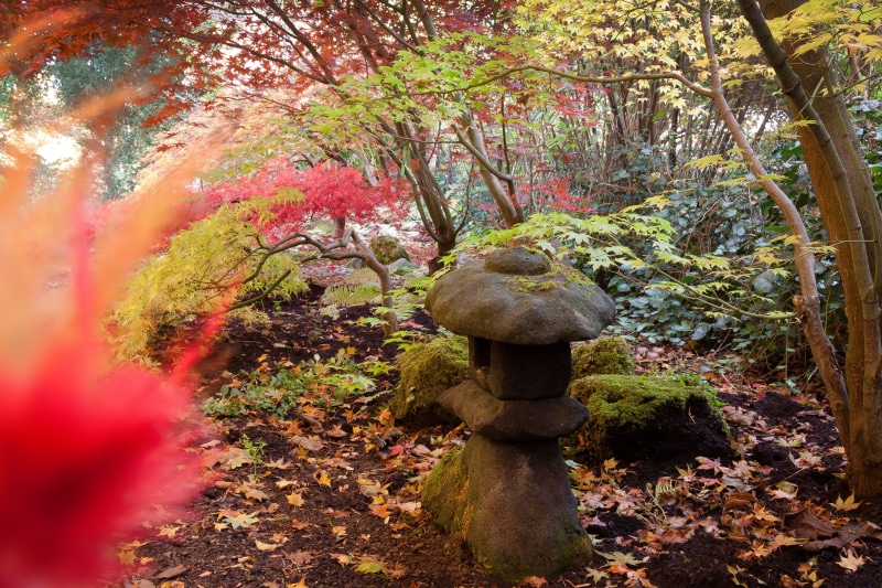 tree trunk, day, bush, plant part, autumn, branch, buddhist temple, growth, toro, plant, small, brown, orange, color, solid, japanese maple, leaf, trunk