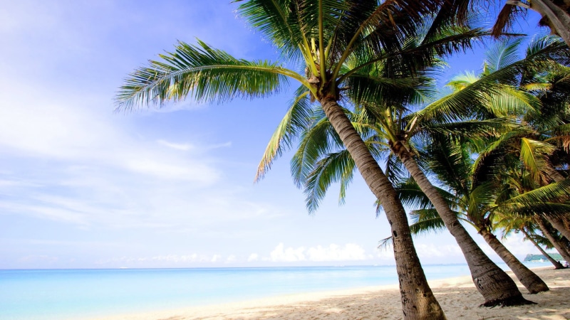 Coast, Sea, Beach, Trees, 1080P, Palm, Island