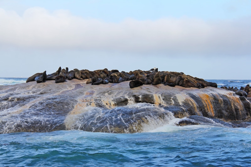 seal - animal, island, sky, animal wildlife, rock, bird, cape town, beach, mammal, hout bay, outdoors, sea lion, exciting, amazing, thousands, group, interesting