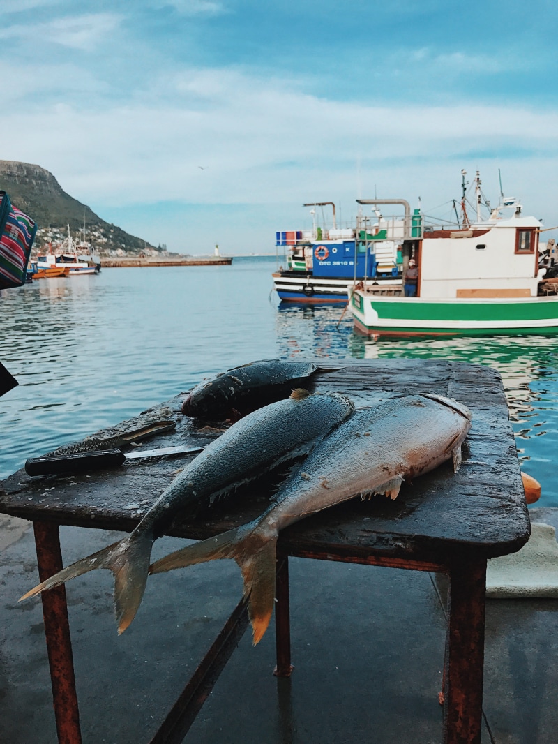 fishing, nature, nautical vessel, cloud - sky, transportation, sea, market, south africa, harbour, dead fish, cape town, food, sky, food and drink, fishing industry