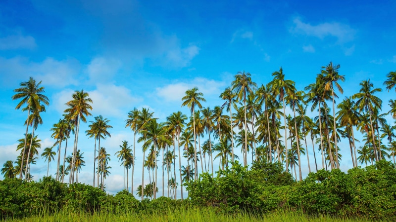 Island, Palm, 4K, Dulang, Sky, Malaysia, Trees, Grass, Bohey, Blue