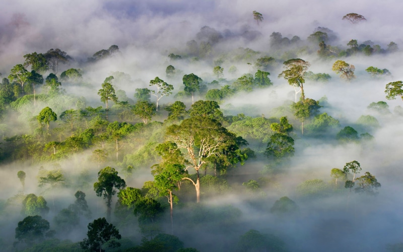 1080P, Sabah, forest, trees, fog, Malaysia
