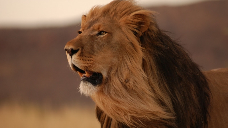 one animal, animal body part, animal head, animal hair, 2K, aggression, domestic animals, close-up, indoors, profile view, looking away, hairstyle, canine