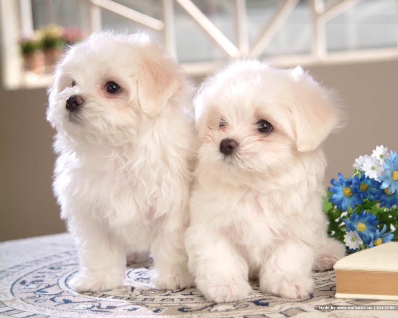 720P, animal, dog, hd, two, maltese, puppies, white, animals, cute