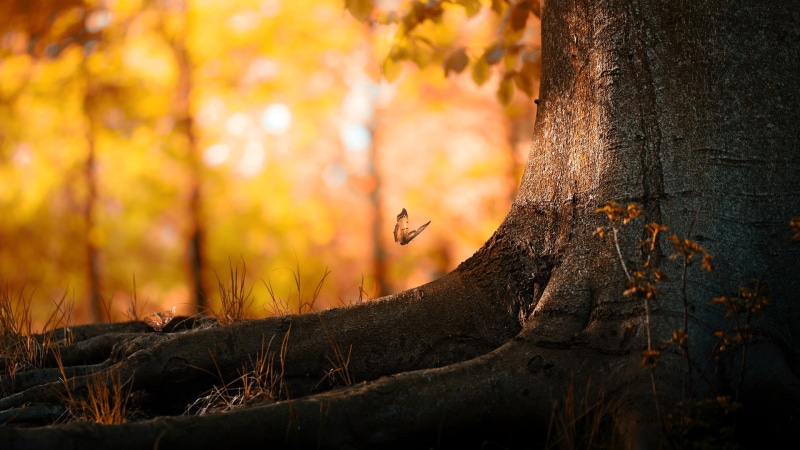 butterfly, conservancy, nature, 1080P, 1920x1080, background, wood, BEST