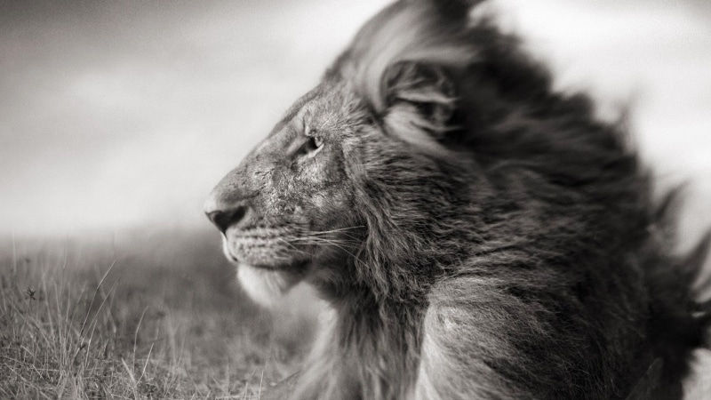 animal wildlife, animal, lion - feline, vertebrate, focus, mammal, whisker, animal body part, looking, scale, cat, pets, looking away, no people, profile view