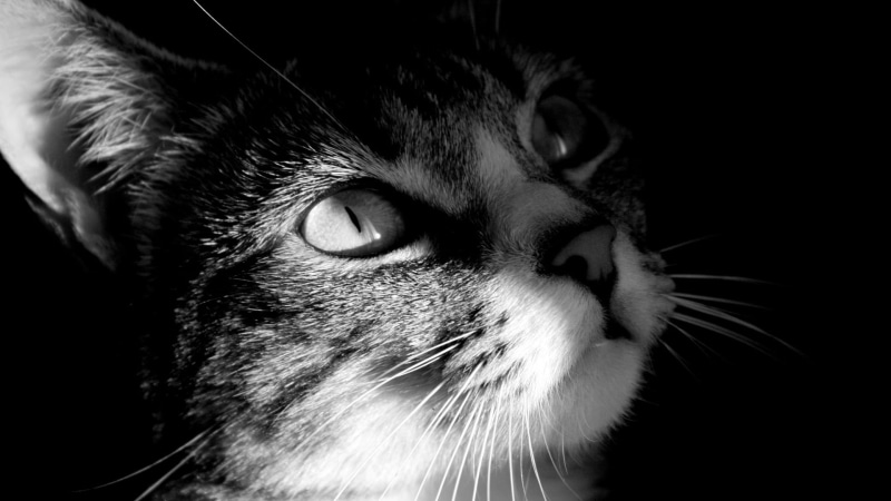 feline, animal nose, looking away, cat, indoors, animals, animal body part, photo, no people, close-up, looking, pets, mammal, animal eye, one animal, domestic