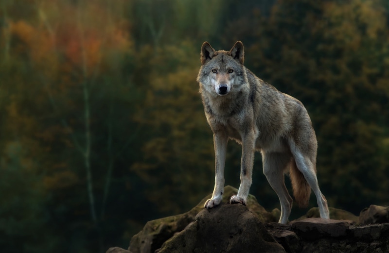scale, look, wolf, predator, forest, Autumn, white, coated, gray, 1080P