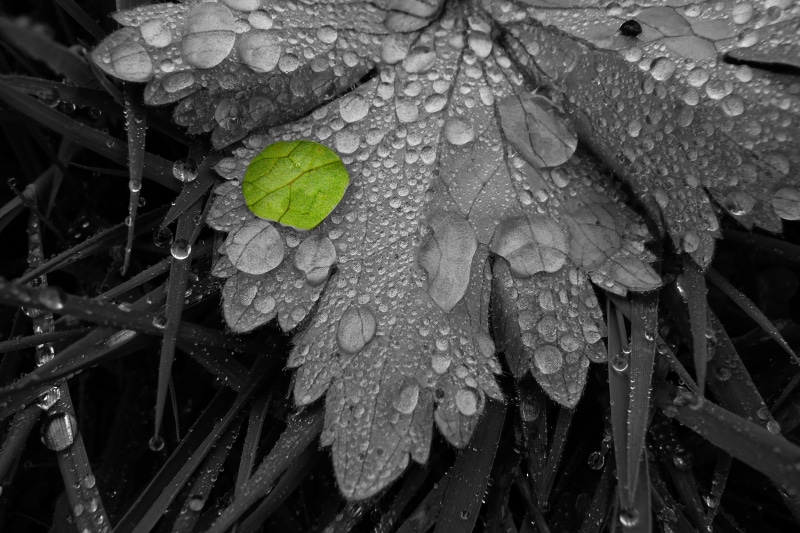 rain, nature, water, scale, dew, 2K, wet, panasonic, drop, gray scale, plant, drops, close-up, macro, france, leaf, photo, gray, coloring, french, close up