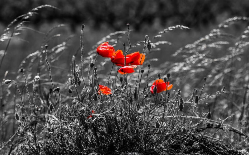 gray scale, outdoors, 5K, blackandwhite, color  red, scale, rural Scene, In the wind, meadow, landscape, beauty In Nature, gray, grass, plant, poppy, nature
