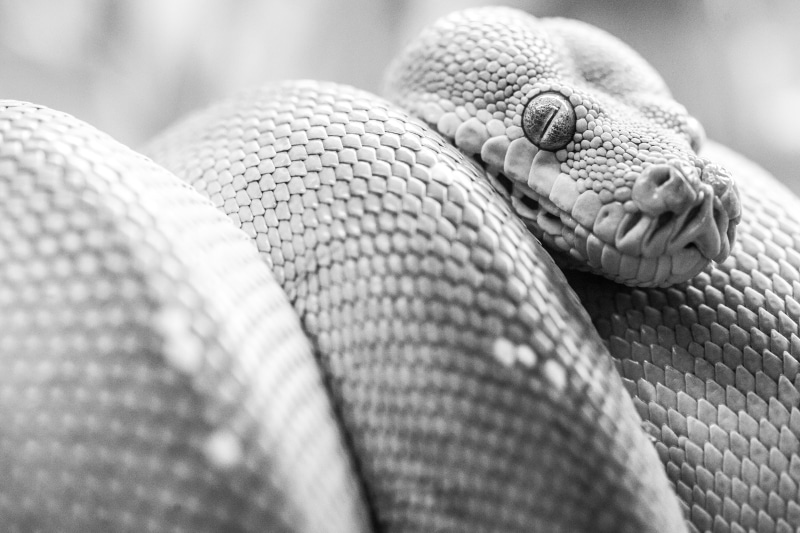 photo, gray, Green Tree Python, 5K, Mo, Missouri, scale, bw, USA, Snake Eyes, Saint Louis Zoo, gray scale, St. Louis, close-up, United States of America
