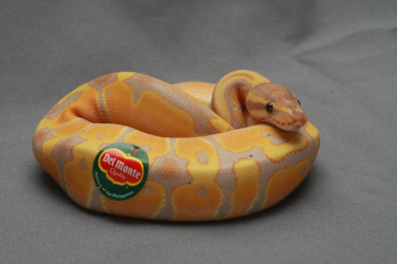 studio shot, vertebrate, stickers, brown, colored background, reptiles, humor, gray, animal wildlife, animals in the wild, animals, sign, snake, gray background