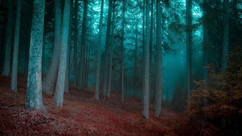 tree, pine woodland, coniferous tree, non-urban scene, tranquility, 1080P, trees, tranquil scene, mist, grass, plant, blue, land, trunk, growth, mystery