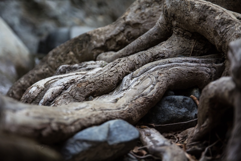rock - object, focus on foreground, selective focus, full frame, day, rough, rock, outdoors, solid, roots, rocks, detail, nature, pattern, no people, wood - material