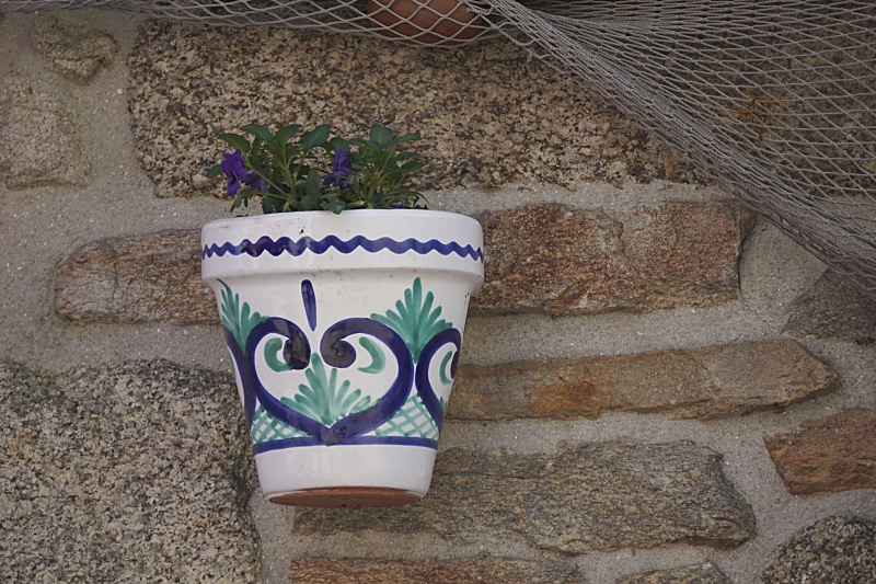 day, flowering plant, plant, stone wall, close-up, floral pattern, dcors, urbain, solid, 4K, architecture, flower, nature, outdoors, ville, wall - building feature
