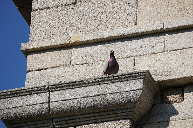 no people, animal wildlife, day, 4K, sunlight, architecture, ville, one animal, vertebrate, stone wall, building exterior, perching, faune, oiseau, shadow