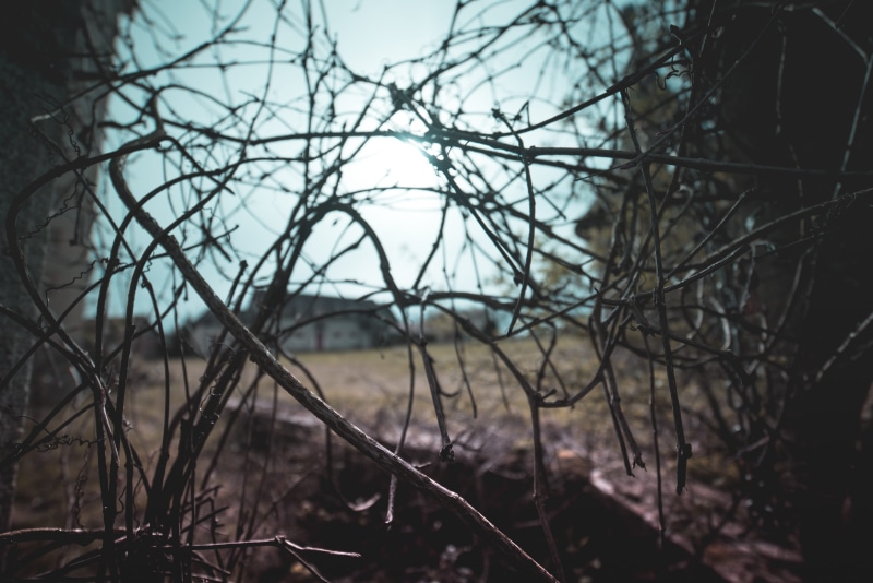 auvergne, discovering, field, focus on foreground, close-up, metal, video, forest, branch, blue, selective focus, ronces, tranquility, day, abandonned