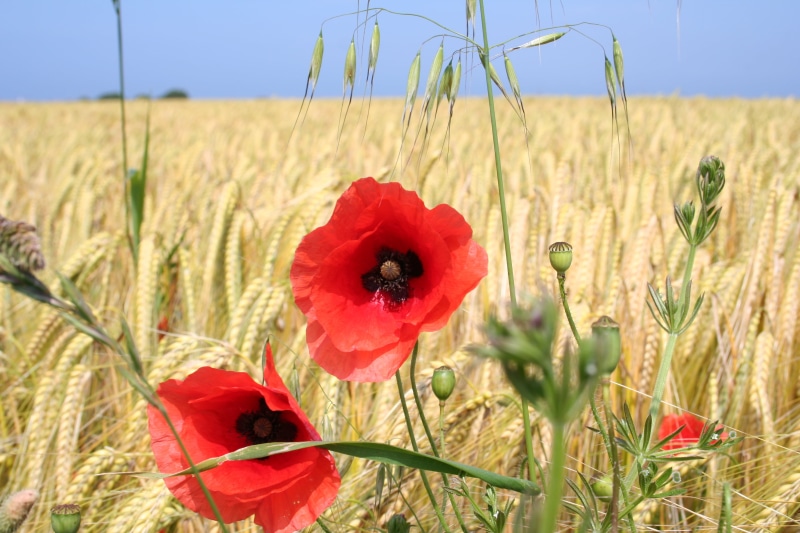 poppy, allies, flowers, german, 2K, summer, beautiful, war, landscape, agriculture, battlefield, remembrance, red, two, flower, france, nature, wheat