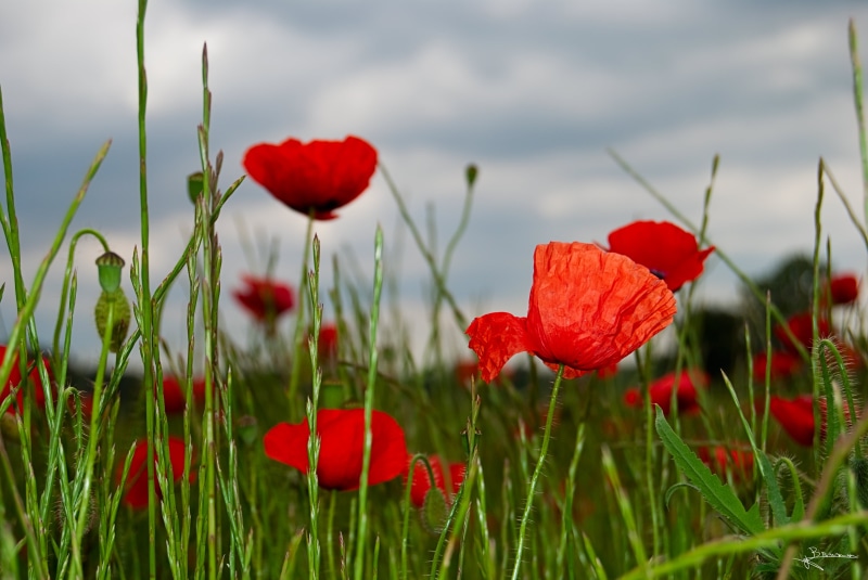 nature, rural Scene, season, green Color, 4K, outdoors, plante, france, plant, beauty In Nature, poppies, field, flore, red, flower, summer, meadow, pavot