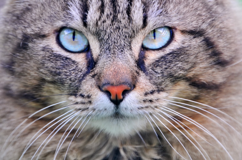 brown, blue eyes, cute, 4K, alsace, Winner, pet, beautiful, animal, mammal, turquoise, face, short, domestic Cat, coated, kitty, fluffy, nikon  d300, felid