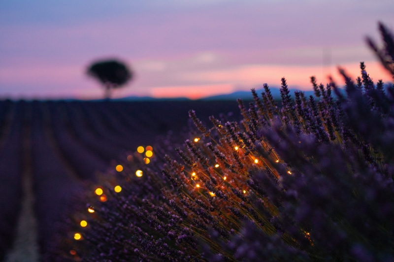 plants, in A Row, field, scenics, backgrounds, violet, leafed, sunset, wallpeper, love, france, 4K, dusk, landscaped, light, rural Scene, bright, night