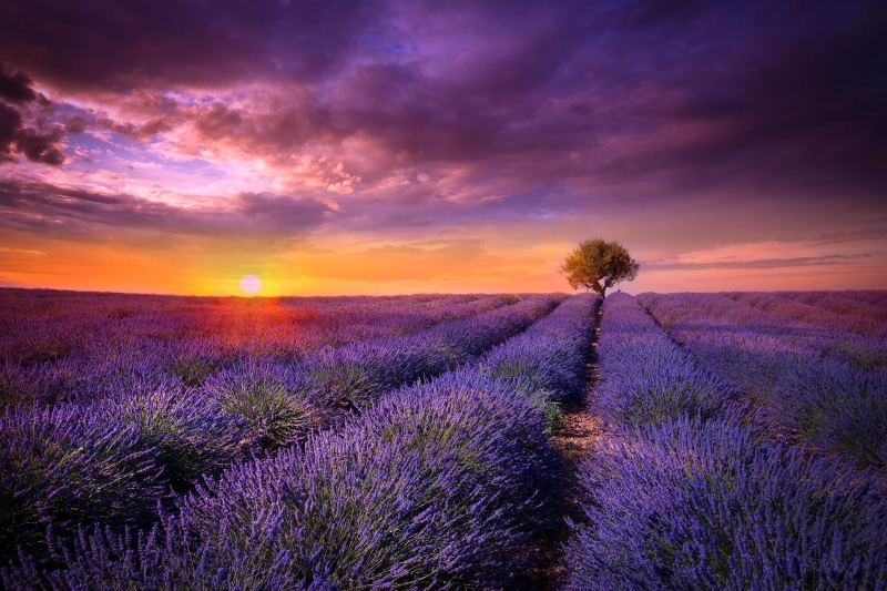 season, romantic sky, blue, cloudscape, blossom, environment, scenics, agriculture, tranquil scene, landscape, flowers, sun, meadow, farm, sunset, 1080P