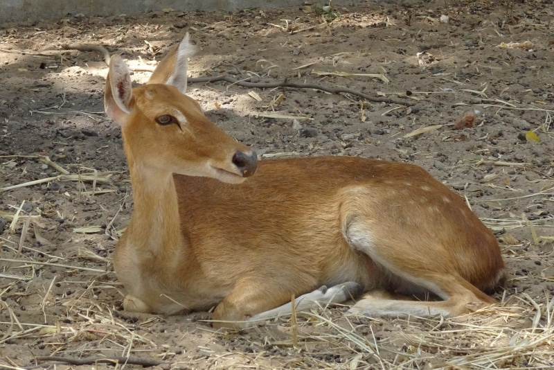 young animal, no people, endangered, manipur, elds deer, day, outdoors, india, brow-antlered deer, rucervus eldii eldii, herbivorous, wild, vertebrate