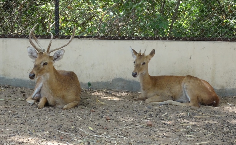 nature, elds deer, mammal, herbivorous, rucervus eldii eldii, endangered, male, sangai, tree, no people, field, two animals, 4K, animals in the wild, vertebrate