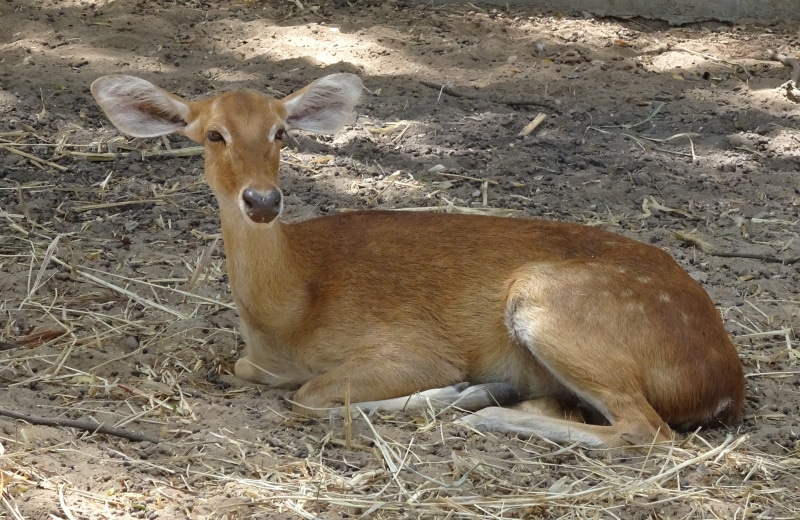 wildlife, animal, endangered, domestic animals, one animal, nature, manipur, india, relaxation, endemic, no people, day, animal wildlife, deer, young animal