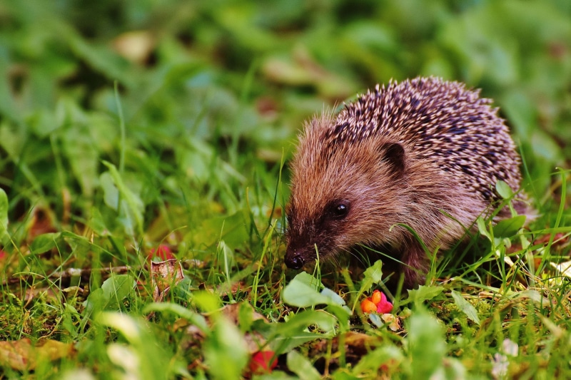 wild, animals in the wild, day, no people, blur, flowers, vertebrate, one animal, little, mammal, plant, land, rodent, animal wildlife, environment, leaves