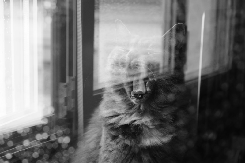 lazy, pets, yawning, feline, 5K, reflexo, reflex, no people, home, preguiça, vertebrate, black and white, whisker, portugal, double exposicion, domestic animals
