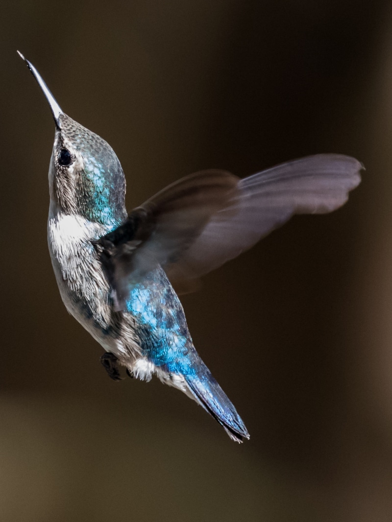 flapping, 5K, close-up, animal themes, birding, one animal, beak, outdoors, mid-air, vertebrate, flying, hummingbird, nature, mellisuga helenae, no people