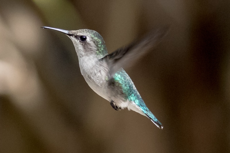 day, animals in the wild, no people, focus on foreground, mellisuga helenae, spread wings, mid-air, photography, close-up, focus, motion, full length, hummingbird