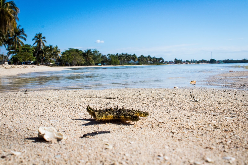 beach, animal, no people, sky, animals in the wild, water, 4K, nature, outdoors, marine, sand, starfish, day, animal themes, scenics - nature, surface level