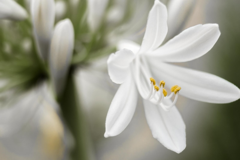 nature, nikon  D750, close-up, jaune, white, summer, petaled, NIKKOR, f4.0, she talks to angels, petal, blanc, 1080P, plant, yellow, beauty In Nature