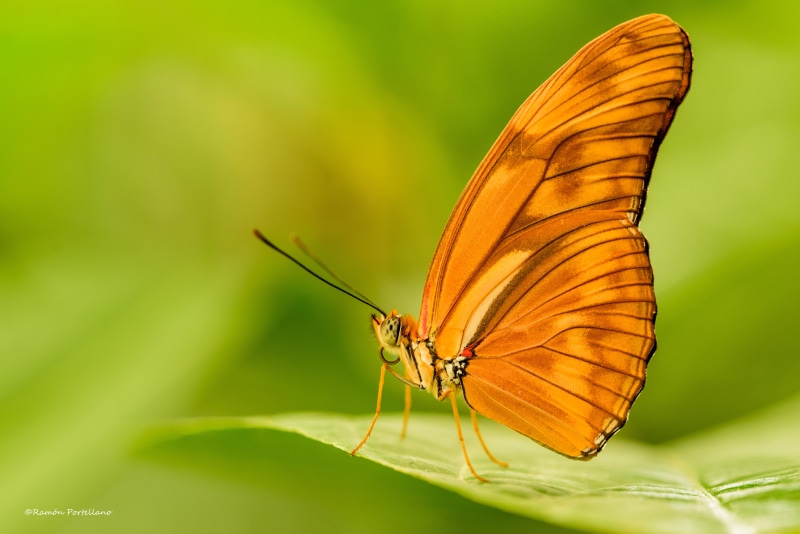 wildlife, photography, butterfly, nature, green, leaf, insect, dryas, depth, green leaf, macrophotography, fauna, Nikon D750, shallow, field, close-up