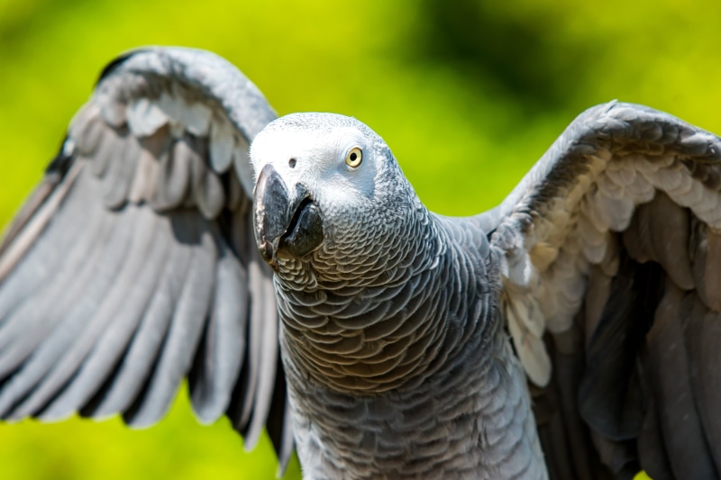 4K, 70-200mm, Bird, F2.8, Outdoor, EX, SIGMA, Park  City, Zoological Gardens, African Grey Parrot, Teru, F2, Kanagawa, Female, selective, Street, feather
