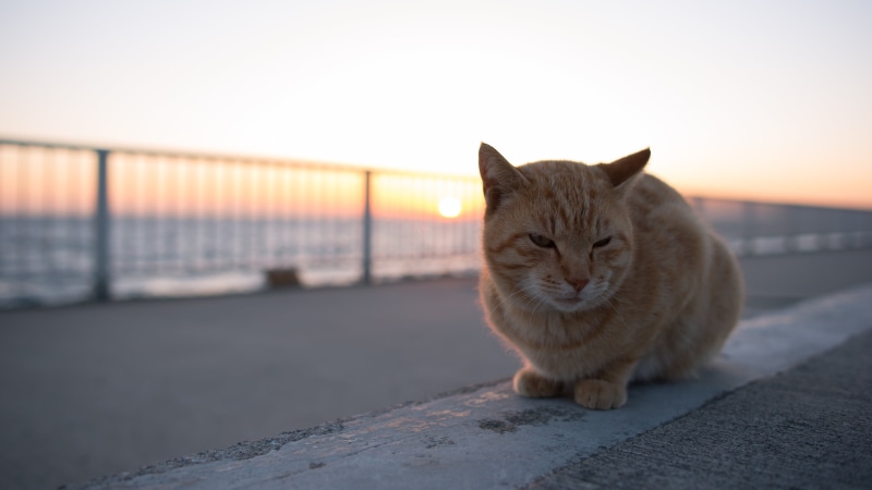 ネコ, kitten, tabby, outdoors, feline, domestic Cat, orange, cat, Japan, cats, Tabby cat, 5K, golden time, looking, magic hour, NIKON  D750, time, animal