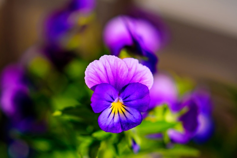 Nikon  D750, Aoba, f / 1, Pansy, f/1, Bokeh, f/1.8, 8G, Outdoor, Japan, CLUB, 4K, Nikon AF, Flower, Nature, Flora, Macro, Yokohama, Plant, Kanagawa, purple