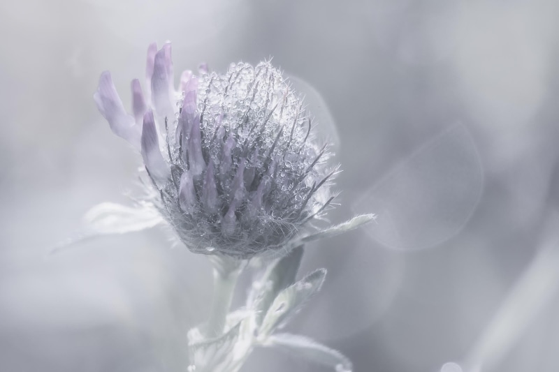depthoffield, closeup photography, blossom, photography, pastel, close-up, nature, soft  light, flower, lumière, macro, Clover, Nikon  D750, bokeh, 1080P