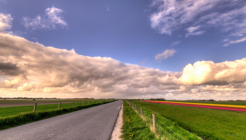 farm, rural Scene, natuur, scenics, 35mm, Europe, surrounded, photography, Noord-Holland, 5K, green field, agriculture, nature, West Frisia, Nederlands