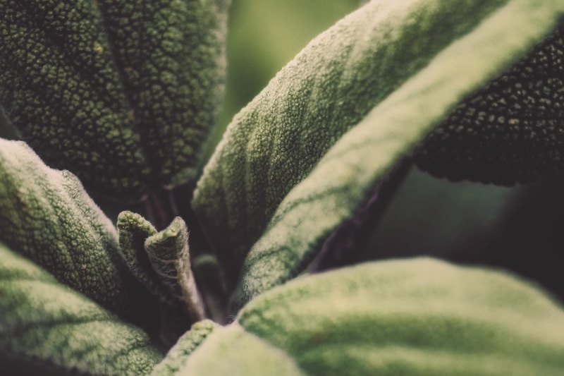 botany, green leaves, Je, ces, green, close-up, SAUGE, leaves, secher, plant, BEJ, NIKON  D750, sais, VERT, plants, YANN, photo, NIKKOR, 1080P, MACRO
