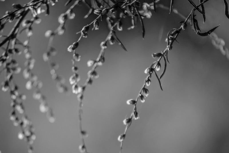 macro, Nature, 4K, Nikon  D750, photography, noir et blanc, Ardèche, plant, Au, close up, grayscale, minimalism, leaf, Monochrome