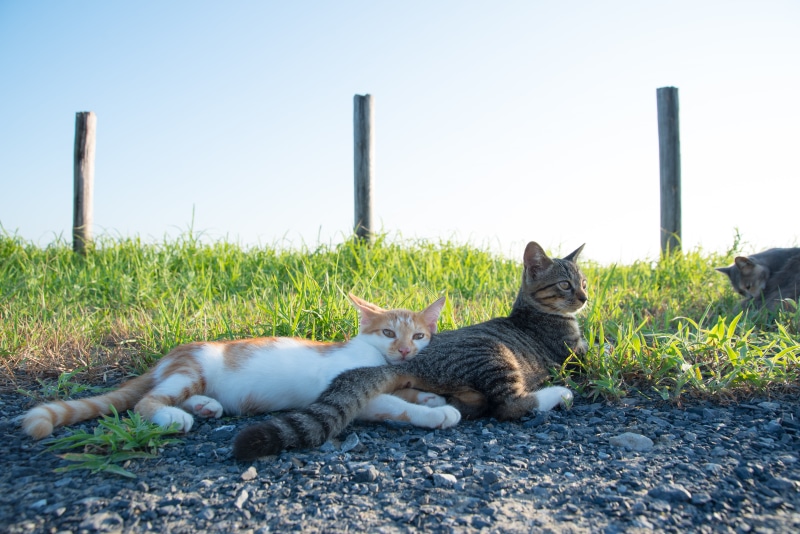 Japan, feline, butt, lying, kitten, 5K, NIKON  D750, ネコ, mammal, 猫, grass, outdoors, animal, cute, nice, cats, field, nature, pets, three, domestic Cat