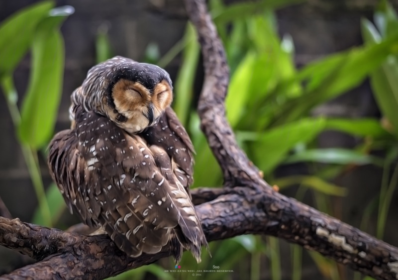 Malaysia, Penang Island, Wildlife, Bird Park, f/1, bird of Prey, bird, George Town Penang, Wei, depth, Ah, animal, Pulau Pinang, hawk - Bird, depth of field