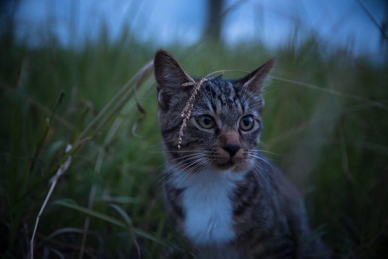 domestic Cat, ネコ, selective focus, 猫, SIGMA, NIKON  D750, selective, dark harvest, focus, 5K, Japan, nature, cute, brown, tabby cat, photo, feline, pets