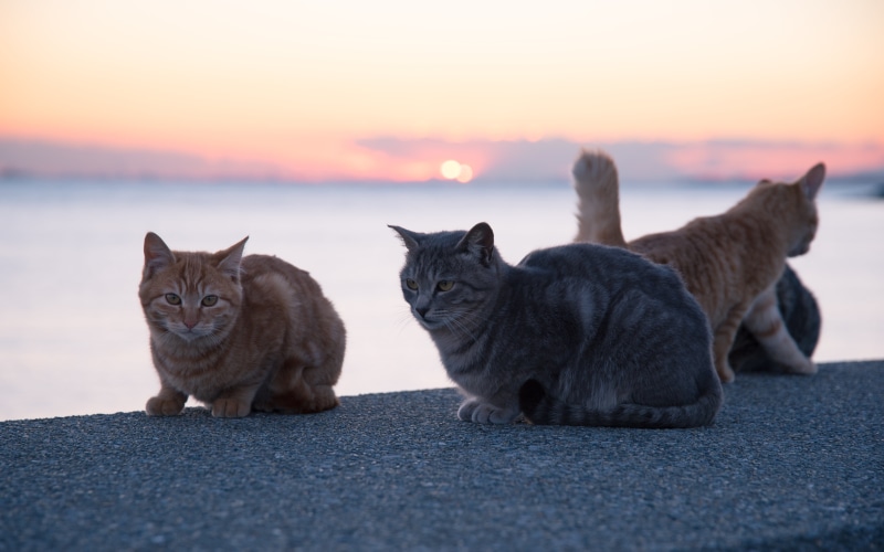 pets, SIGMA, kitten, grey, concrete, daytime, sitting, cute, domestic Animals, ネコ, looking, Japan, feline, body of water, floor, Tabby cat, animal, domestic Cat