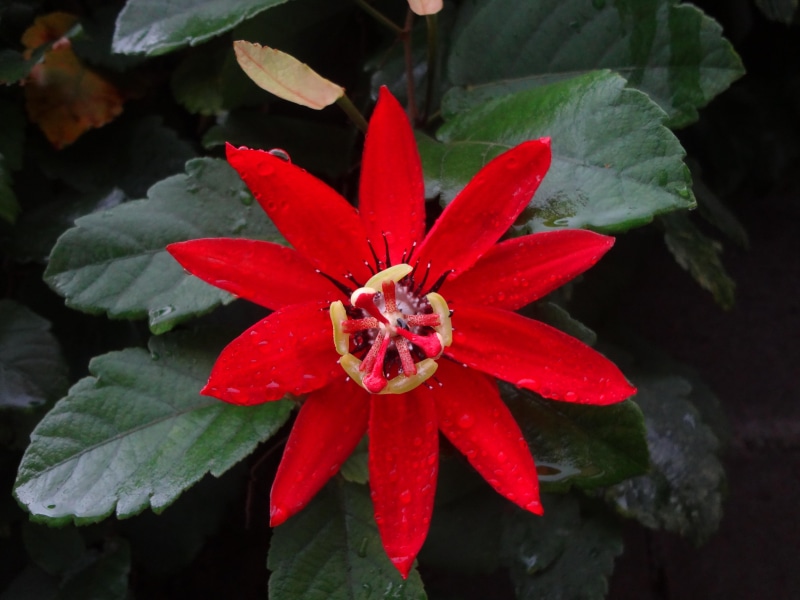 flor, rosio, hermosa, fondo-verde, 4K, roja